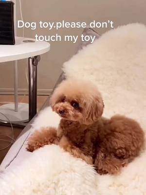 A post by @cozy9413 on TikTok caption: #toysfordogs #dog #cutedog 