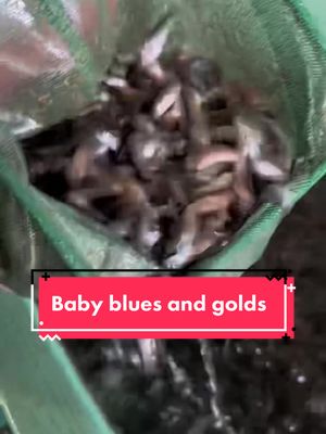 A post by @blackcanyon_trout on TikTok caption: Blue and gold baby fish! #fishtok #fish #fishing #farmer #farming