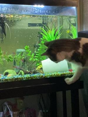 A post by @gingermomof4 on TikTok caption: How Chicken Wing the 3 legged cat tries to play with the fish….. #fishing #takethebait #catsoftiktok 