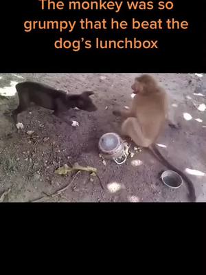 A post by @wildanimals0423 on TikTok caption: The monkey was so grumpy that he beat the dog’s lunchbox#wild #wildanimals #animals #monkey #foryou