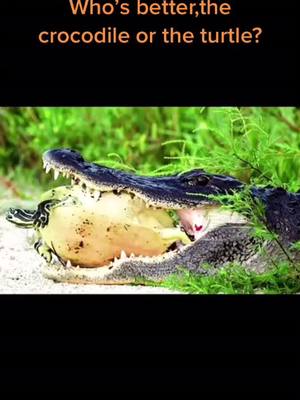 A post by @wildanimals0423 on TikTok caption: Who’s better,the crocodile or the turtle#wild #wildanimals #crocodile #turtle #foryou #fyp 