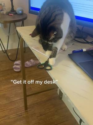 A post by @sarbearwhit on TikTok caption: Get it off her desk @Taylor Swift #lavenderhaze #swifttok #PetsOfTikTok