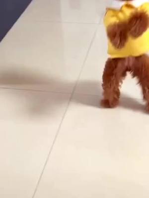 A post by @funnycatdogshow on TikTok caption: Happy dog #dog #puppy #dogfashion #fyp #foryoupage #dogchallege #poodles #poodledog #dogclothes #dogdance #happydogs #tiktokusa #dogsontiktok #cute #cutedogsoftiktok #happydogs