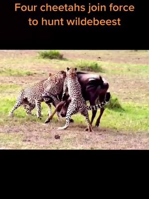 A post by @wildanimals0423 on TikTok caption: Four cheetahs join force to hunt wildebeest#wild #wildanimals #cheetah #wildebeest #foryou #fyp 