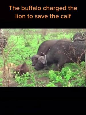 A post by @wildanimals0423 on TikTok caption: The buffalo charged the lion to save the calf#wild #wildanimals #buffalo #lion #foryou #fight 