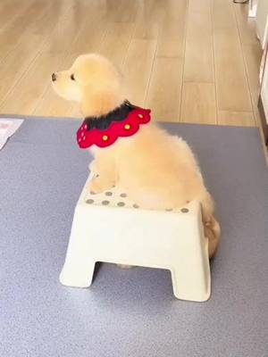 A post by @paulswan8615 on TikTok caption: Little golden dog’s revenge plan #fyp #pet #dog #dogsoftiktok #goldenretriever