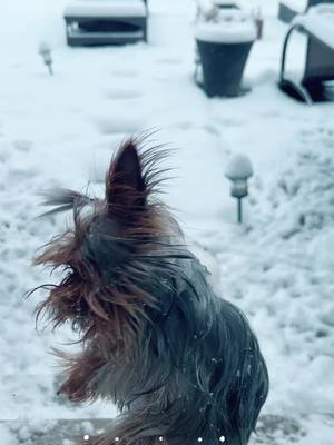 A post by @yorkshire3amigos on TikTok caption: First snow for skye 🥰she loves it 😍😍😍❤️❤️#yorkshire3amigos #canada #Toronto #blueeyeyorkshireterrier #exoticdogs #letsgrowtogether #winterishere #petlover❄️ #ozzymiaskyeloveyou #newfriend #dogbestlife🐶 #ontarioyorkshireterrier