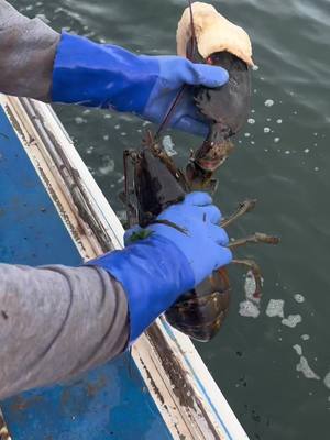 A post by @morganwood74 on TikTok caption: #maine #lobster #foryou #boats #snack 