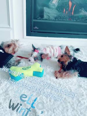 A post by @yorkshire3amigos on TikTok caption: My 3 Musketeers love you guys 🥰😍Hi to all our friends and thank you for the like’s follows and share truly appreciate it . #yorkshire3amigos #exoticdogs #blueeyeyorkshireterrier #petlover❄️