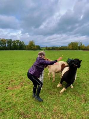 A post by @emmapearl.1 on TikTok caption: Qui a une solution pour donner les vermifuges autrement ?                          #vermifuge #pourtoi #petitponey #shetland #poneyshetland #poneypeureux #poneydemavie #chevalaupre 