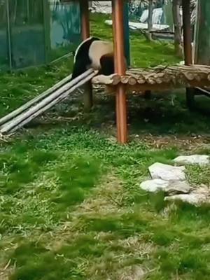 A post by @namecute12 on TikTok caption: Xiong Bao likes to play on the slide, and the fork likes to roll forward. # The national treasure is worthy of being a national treasure # Gorgeous giant panda # Mascot # Cute and cute