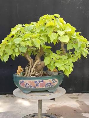 A post by @huycan844 on TikTok caption: • Cây Bonsai.....#bonsaihuycan #fypシ #bingchilling #bonsainhatban #caycanh