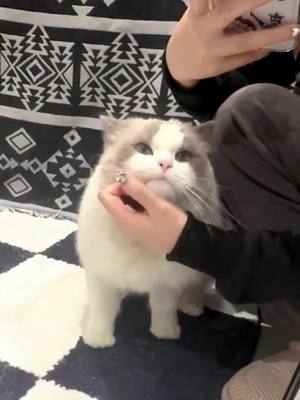 A post by @paulswan8615 on TikTok caption: The kitten’s face may be made of sponge #fyp #pet #cat #catsoftiktok #cute