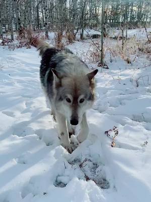 A post by @karaboo56 on TikTok caption: When you try and get a cute video of Loki but Rue is popping a squat in the background 🤦‍♀️ #wolfdog #wolf #dog #dogsoftiktok #yamnuskawolfdogsanctuary @yamnuskawdsanct 