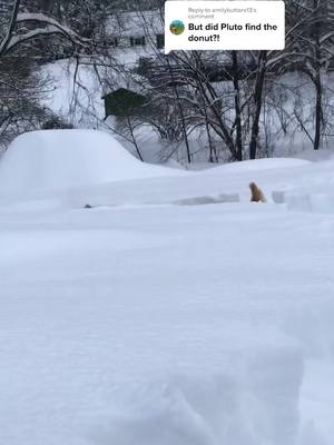 A post by @misssarahalyssa on TikTok caption: Replying to @emilybutters13 the update we’ve all been waiting for #donut #snowdogs #goldenretrievers #dogs #fyp