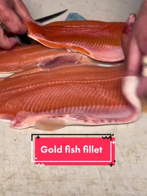 A post by @blackcanyon_trout on TikTok caption: How to fillet a gold rainbow trout! Educational. Trained hatchery professionals. #fishfillet #fishtok #meat #fishing 