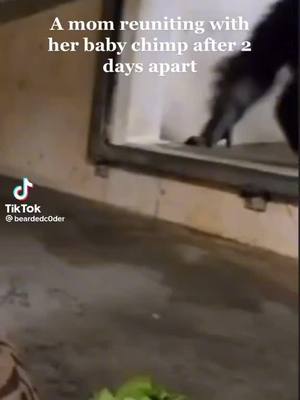 A post by @edwardnapper1973 on TikTok caption: #edwardnapperjr #mom #monkey #Love #chimp #baby