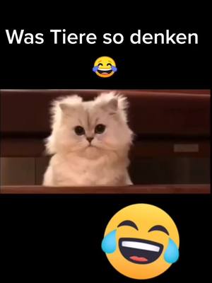 A post by @03_lin675 on TikTok caption: #wastieresodenken #tiere #tierelustig #lustig #😂 #witzig #lol #viral #fy? #fy #fyp? #viral? 