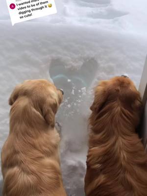 A post by @misssarahalyssa on TikTok caption: Replying to @acek0000 they dug so many tunnels! #snowdogs #snow #goldenretrievers #fyp 