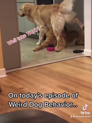 A post by @misssarahalyssa on TikTok caption: Replying to @userjujitsumama well if you liked that one… #weirddogs #goldenretrievers #dogs #fyp