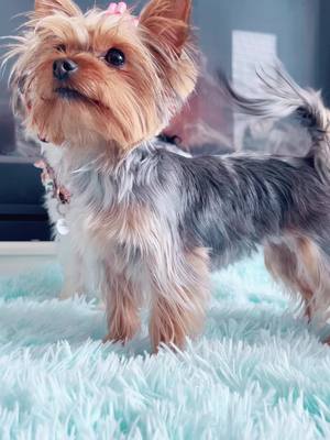 A post by @yorkshire3amigos on TikTok caption: Little Mia Happy Sunday !!!!!!! #yorkshire3amigos #exoticdogs #blueeyeyorkshireterrier #petlover🌸 #letsgrowtogether #petlover🌸 #dirosateam #ozzymiaskyeloveyou #familyloveforever #biewerterrier❤️❤️ #dogbestlife🐶 #ontarioyorkshireterrier