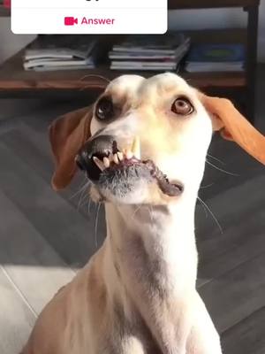 A post by @ruide665 on TikTok caption: #question from @ruide665 #dog#cat#pet#ugly l’m sorry you guys don’t like being so ugly