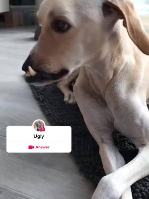 A post by @ruide665 on TikTok caption: #question from @ruide665 #greenscreenvideo #dog#cat#pet#ugly l’m sorry you guys don’t like being so ugly