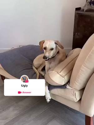 A post by @ruide665 on TikTok caption: #question from @ruide665 #dog#cat#pet#ugly l’m sorry you guys don’t like being so ugly