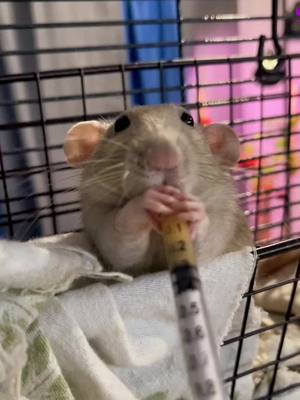 A post by @rescuedanimals on TikTok caption: Yum Yum  #cat #rat #cats #rats #catsoftiktok #ratsoftiktok #funnycats #funnyvideos #catsvideo #catsvideoftiktok  #ratsoftiktok #funnyanimals #funnyvideos 