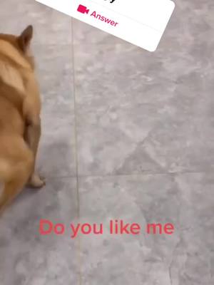 A post by @ruide665 on TikTok caption: #question from @ruide665 #dog#cat#pet#ugly l’m sorry you guys don’t like being so ugly