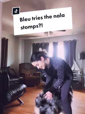 A post by @victorialinc on TikTok caption: Bleu doesnt quite understand nala stomps yet🤣 @Chris and Nala #aussie #australianshepherd #nalastomp #funny #cute