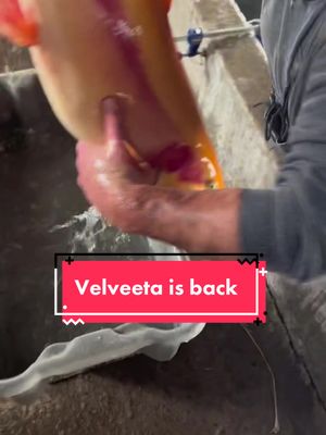 A post by @blackcanyon_trout on TikTok caption: Velveeta spawn!  Trained hatchery professional. Educational. #fish #fisheggs #fishing #spawning 