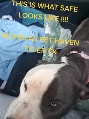 A post by @faithshopeinhumanity143 on TikTok caption: WE ARE I. TYLER TX WE JUST GOT A CALL ABOUT A DOG THAT HAS BEEN OUT ALONE STAVING. WE WERE ABLE TO MEET ANIMAL CONTROL AND THEY ALLOWED US TO TAKE HIM SO HE WOULDN'T GET PUT DOWN. IF YOU COULD PLEASE DONATIONS ARE MUCH NEEDED FOR HIS CARE. NICHOLAS PET HAVEN WE I WORK #Faithshopeinhumanity #nicholaspethaven #spayandneuter #endanimalcrulety #foster #animalsoftiktok #adoptme #adoptdontdshop #dobettter #stopanimalabbuse #IntuitTouchdownDance #BetheReasonVisa #HuluChippendalesDance 