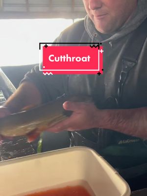 A post by @blackcanyon_trout on TikTok caption: Spawning snake river cutthroat trout! Educational.  Trained hatchery professionals. #fish #cutthroattrout #fisheggs #science #fishtok 