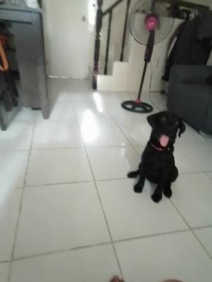 A post by @matildablacklab on TikTok caption: #dog #blacklabrador teaching fetch Matilda 4 months 