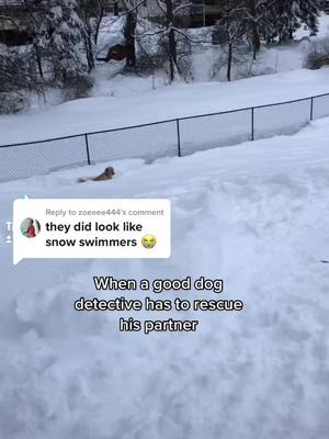 A post by @misssarahalyssa on TikTok caption: Replying to @zoeeee444 snow swimming is their favorite sport! #snowdogs #goldenretrieverlife #fyp 