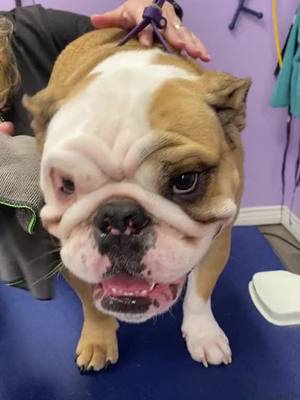 A post by @allpetgroomingteam on TikTok caption: Bulldogs.  Smooshie kissable adorable 