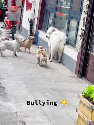 A post by @cutestfluffybuddy on TikTok caption: Why they are so rude to me🥺 #bully #cutedog #doglover #dogsoftiktok #funnydog #dog #samoyed #foryou #puppy 