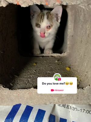 A post by @corgipippi on TikTok caption: #answer to @snxj1836 do you love me?