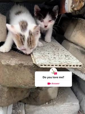 A post by @corgipippi on TikTok caption: #answer to @usuallygao do you love me?