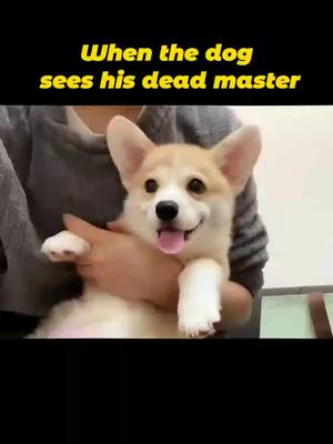 A post by @kiara8657 on TikTok caption: #animals #dog 