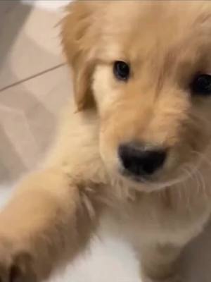 A post by @paulswan8615 on TikTok caption: Who can refuse a cute puppy #fyp #pet #cute #dog #goldenretriever #puppy