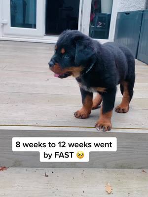 A post by @reggitherottweiler on TikTok caption: 8 week old floof vs 12 week old maniac 🐾🤣 they grow so fast! #rottweiler #StumbleToVictory #rottiepuppy #12weekrottweiler #rottweilerpuppy #puppiesoftiktok #rottiesoftiktok 