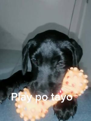 A post by @matildablacklab on TikTok caption: #blacklabrador #dog #doglover #dogsofttiktok  #doggo Teaching fetch ❤️