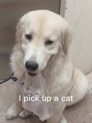 A post by @mikopuppycat on TikTok caption: #dog #cat #pet #cute the dog just pick up a cat 🐱 