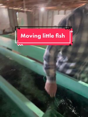 A post by @blackcanyon_trout on TikTok caption: Moving little fish! #fish #fishing #fishtok #farmer #farming