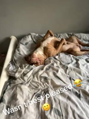 A post by @jayy.m002 on TikTok caption: Anyone else’s dog sleep like this or just mine 😂😂@#fypシ #fyp #sleep #asleep #dogsoftiktok #dog #xl #xlbullies #xlbully #teeth #smile #trending #sad