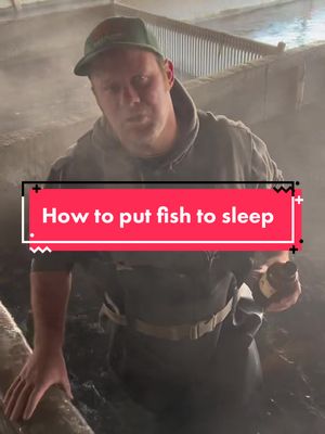 A post by @blackcanyon_trout on TikTok caption: Fda approved way how to anesthetize fish! Educational. Trained fish hatchery professionals. #fishtok #fishfarming #fish #farmer 