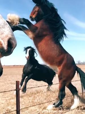 A post by @horse_love...edits on TikTok caption: How tall do you think this horse is?     Vc:@Dustin Beemer #horse #rearinghorse #bighorse #fyp #edit #fypシ #viral #fypシ #horses #doritosflatlife #equestrian #bay 