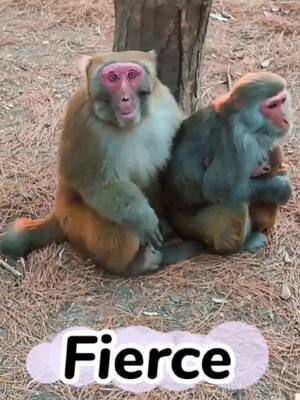 A post by @monkey3seconds on TikTok caption: #monkeybaby #funnymonkey #monkey